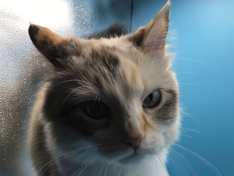 A cat with one ear back and an annoyed expression