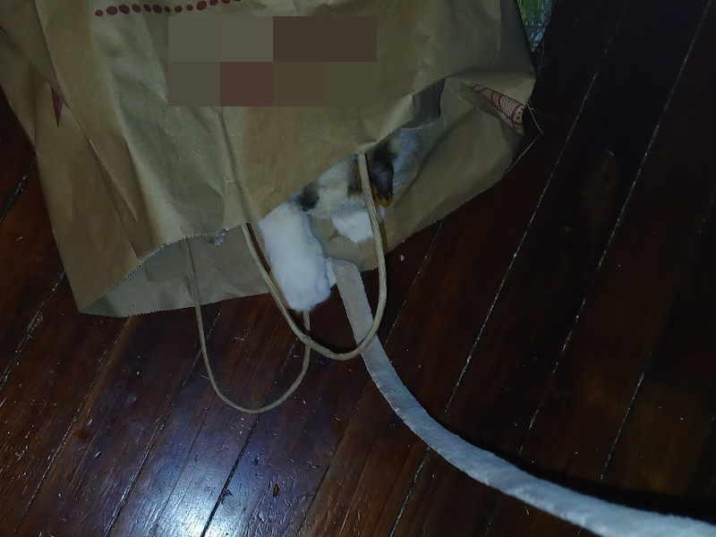 Olivia the cat, in a brown paper bag