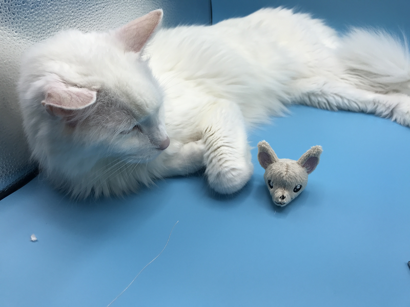 Ramses the cat, inspecting a Standing Chihuahua test in my light box